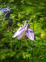 Ancolie commune - Aquilegia vulgaris (ph. Mrugala F., Letra, mai 2021)(2)